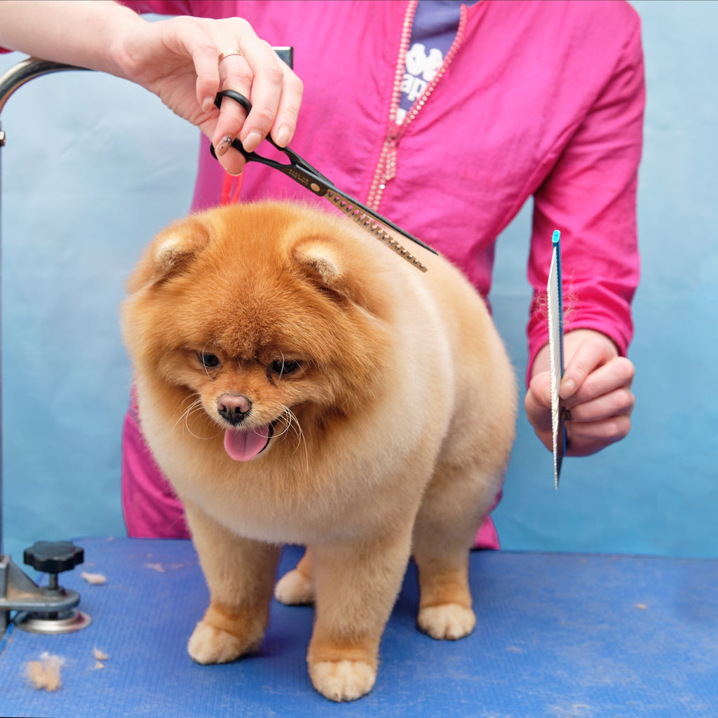 Grooming pets is not so easy