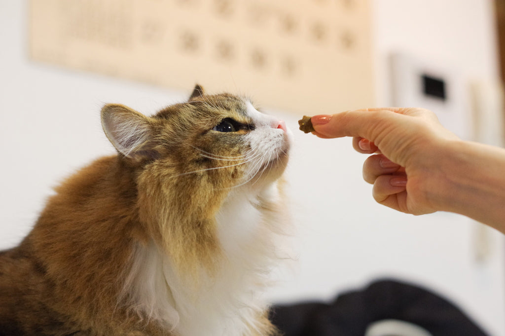 Cats are very clever species in animals