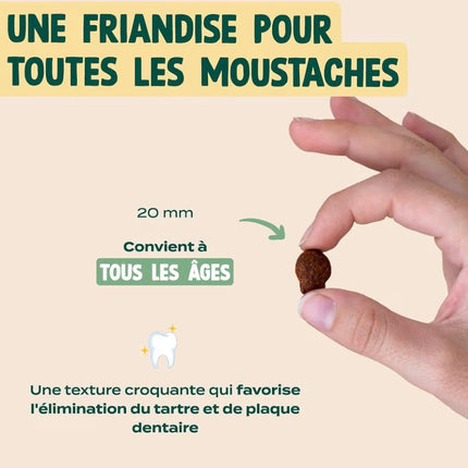 Friandises dentaires pour chat au saumon et à la menthe – Haleine fraîche et anti-tartre