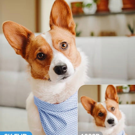 Caméra connectée pour animaux – Surveillance HD avec vision nocturne et audio bidirectionnel