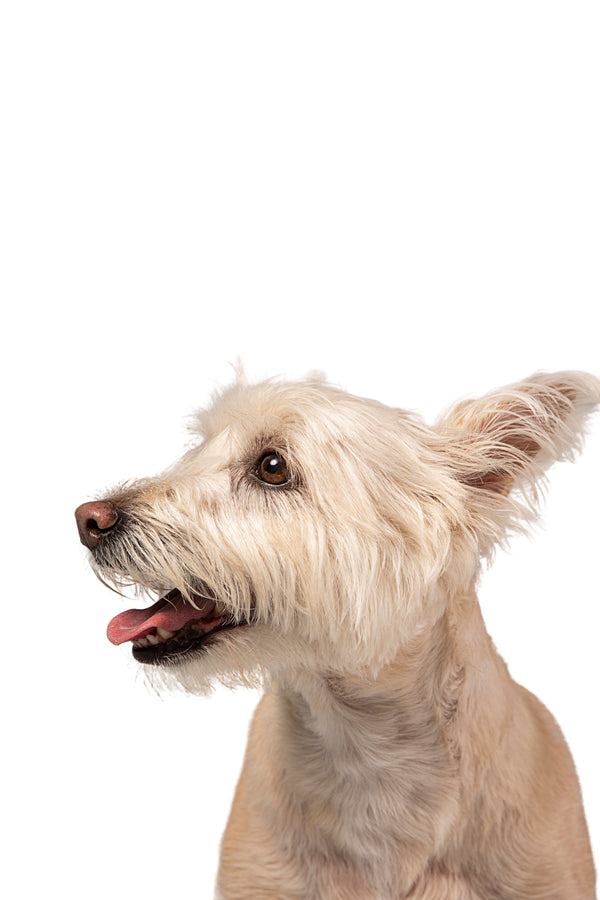 Accessoires et laisses pour chien