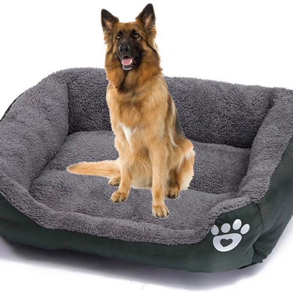 Accessoires pour chiens