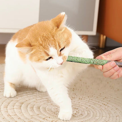 Bâtonnets à mâcher naturels à la cataire pour chat – Hygiène dentaire & anti-boules de poils