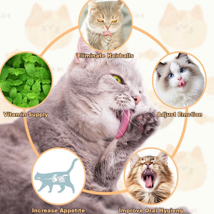 Jouet à lécher pour chat avec boules à herbe à chat – Anti-stress et hygiène dentaire