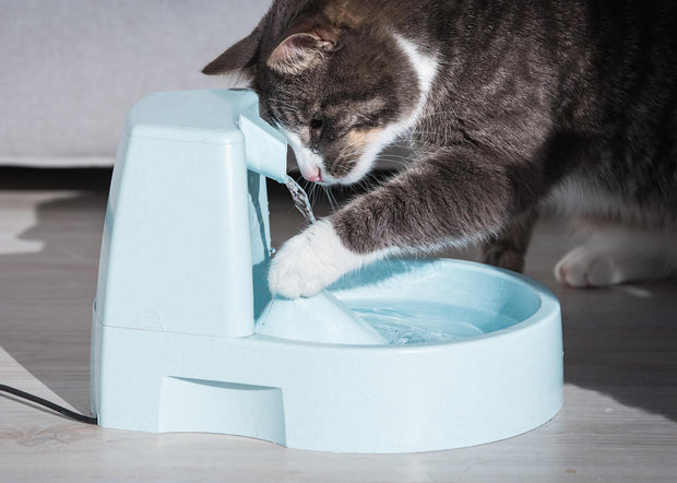 Gamelles & fontaines d'eau