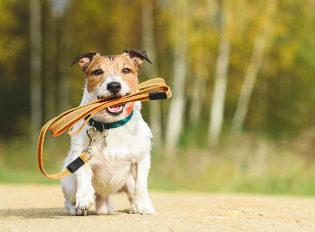 Laisse  & Sécurité