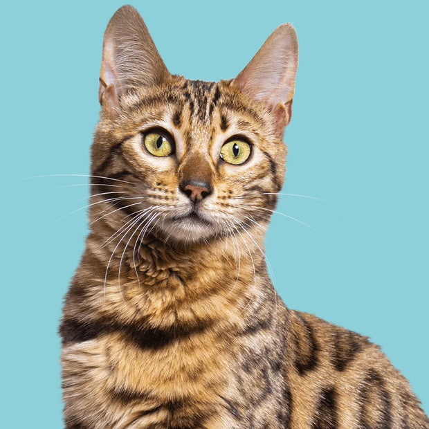 Banner image for: <h2>Catégorie chat</h2>